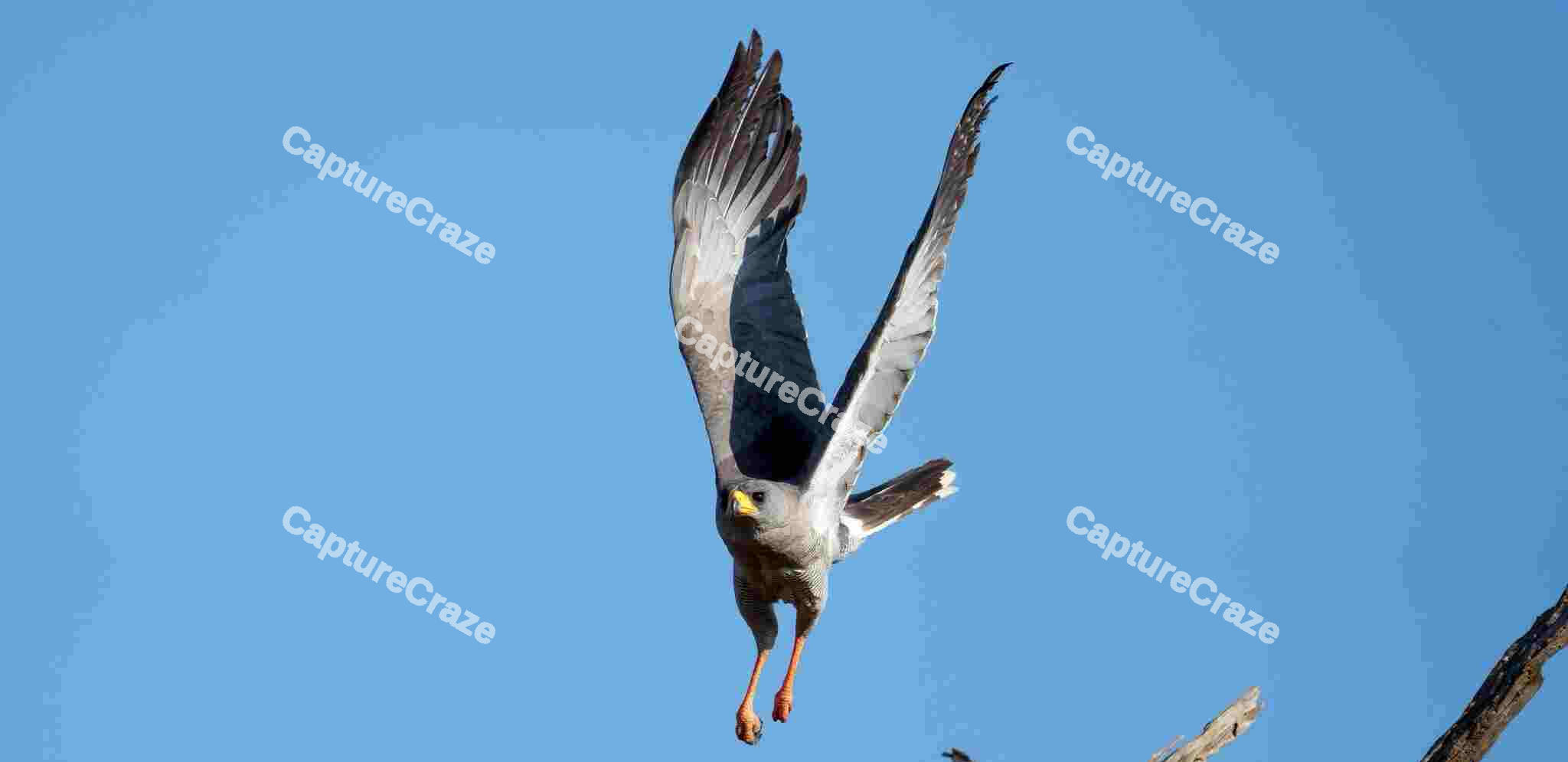 Hawk flying over blue sky